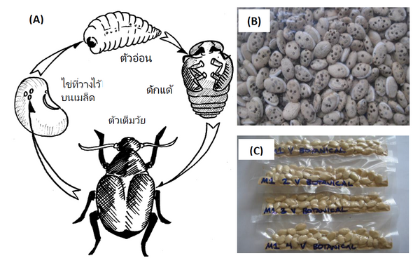 AN 37 Fig1 damage THAI